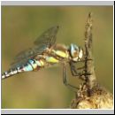 Aeshna mixta - Herbst-Mosaikjungfer m05.jpg